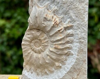 Fósil de amonites Neocosmoceras sayni, raro, del Cretácico Berriasiense, Lacisterne Boisset Gard, Francia.