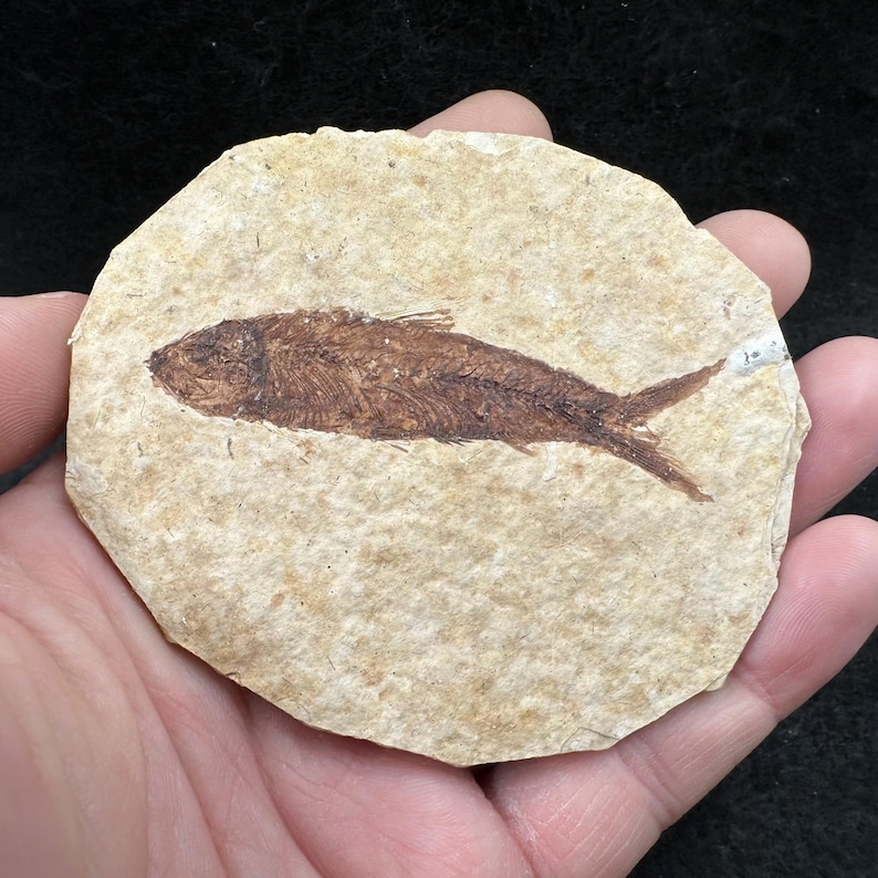 Eocene fish fossil in matrix – genuine prehistoric vertebrate from usa – real fossil fish with certificate of authenticity image 2