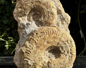 Rare Double Harpoceras Ammonite Fossil, Jurassic, UK, Alice Purnell Collection