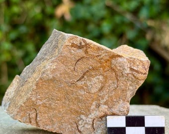 Estrellas frágiles fósiles (ophiura) – Ordovícico, valle del Draa, Marruecos, espécimen de placa de estrella de mar