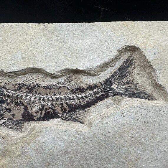 ミオプロスス化石魚（母岩入り） - アメリカ合衆国始新世産真正標本