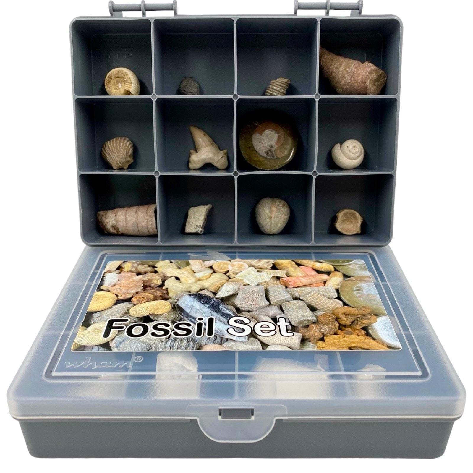 Fossil set of 12 genuine fossils gift for beginners and collectors