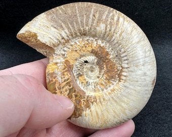 美しい化石アンモナイト、マダガスカルジュラ紀、本物、認定済み