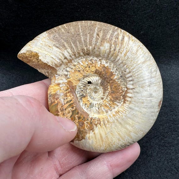 美しい化石アンモナイト、マダガスカルジュラ紀、本物、認定済み
