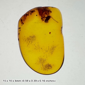 正体不明の内包物を含むバルト海産琥珀の化石 - グレードC始新世認定