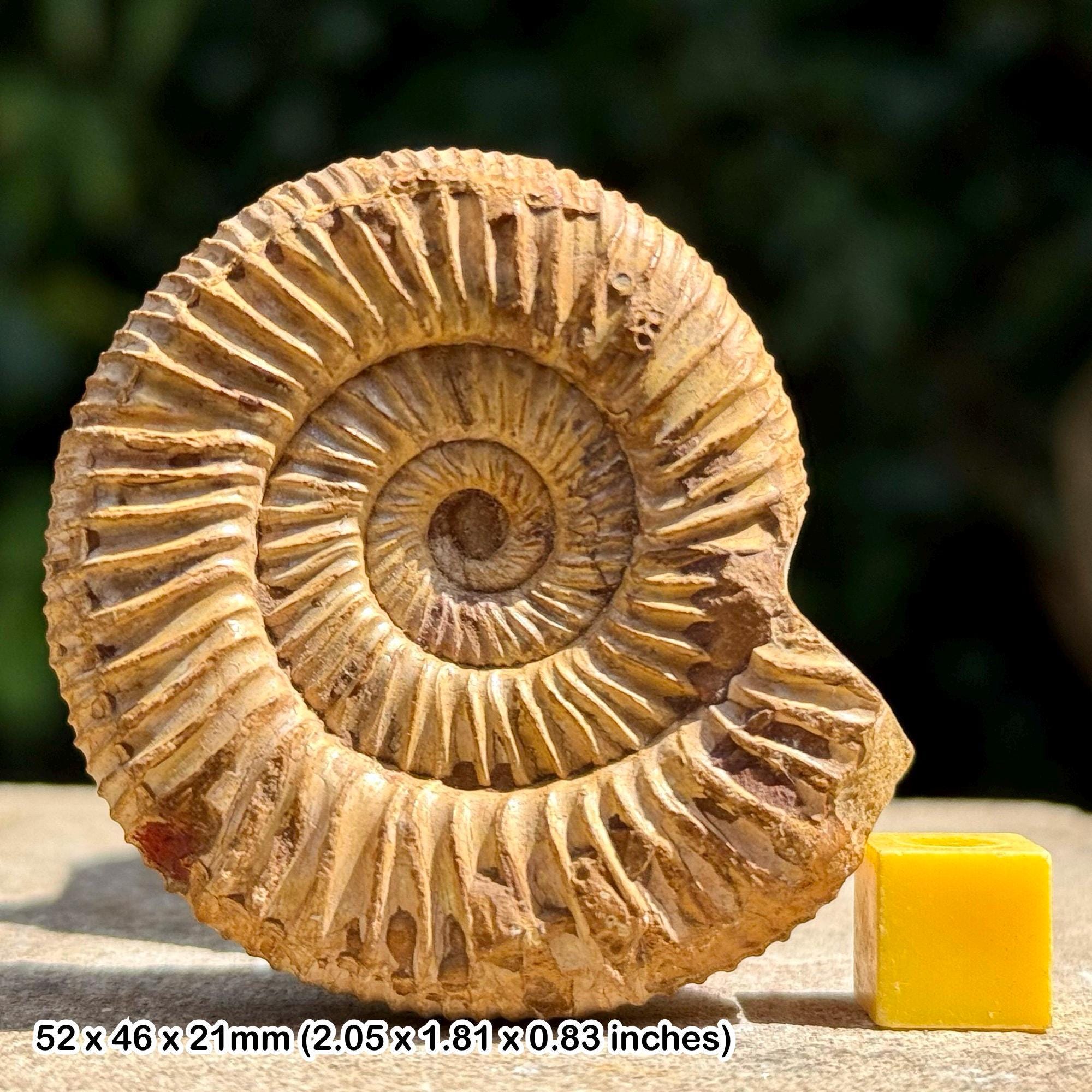 Virgatolythes broilii fossil ammonite – kimmeridgian jurassic – madagascar – genuine certified specimen – actual fossil shown