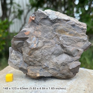 Seltene britische fossile Farn Pflanzen - Kohlemaße, Karbonzeit - Radstock, Somerset - 100% echt mit Mantel
