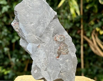 Iridescent caloceras johnstoni ammonite fossil on stand - blue lias, somerset, uk - coa included