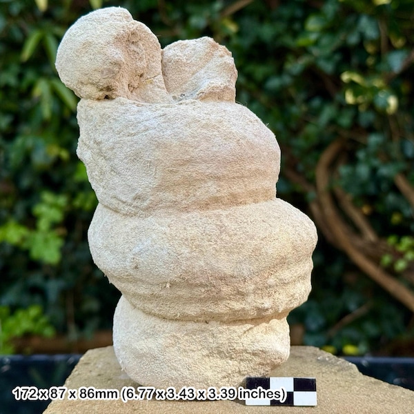 Rare mariella cenomanensis heteromorph ammonite fossil – cenomanian, cretaceous – seine-maritime, france – alice purnell collection