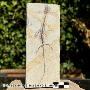 Rare hyphalosaurus lingyuanensis fossil – lower cretaceous reptile, jehol biota, liaoning china