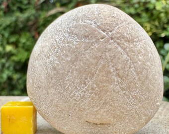 Equinoide fósil raro de Eurhodia trojana - tiza del Eoceno - Ocala, Florida, EE. UU. / auténtico / certificado de autenticidad