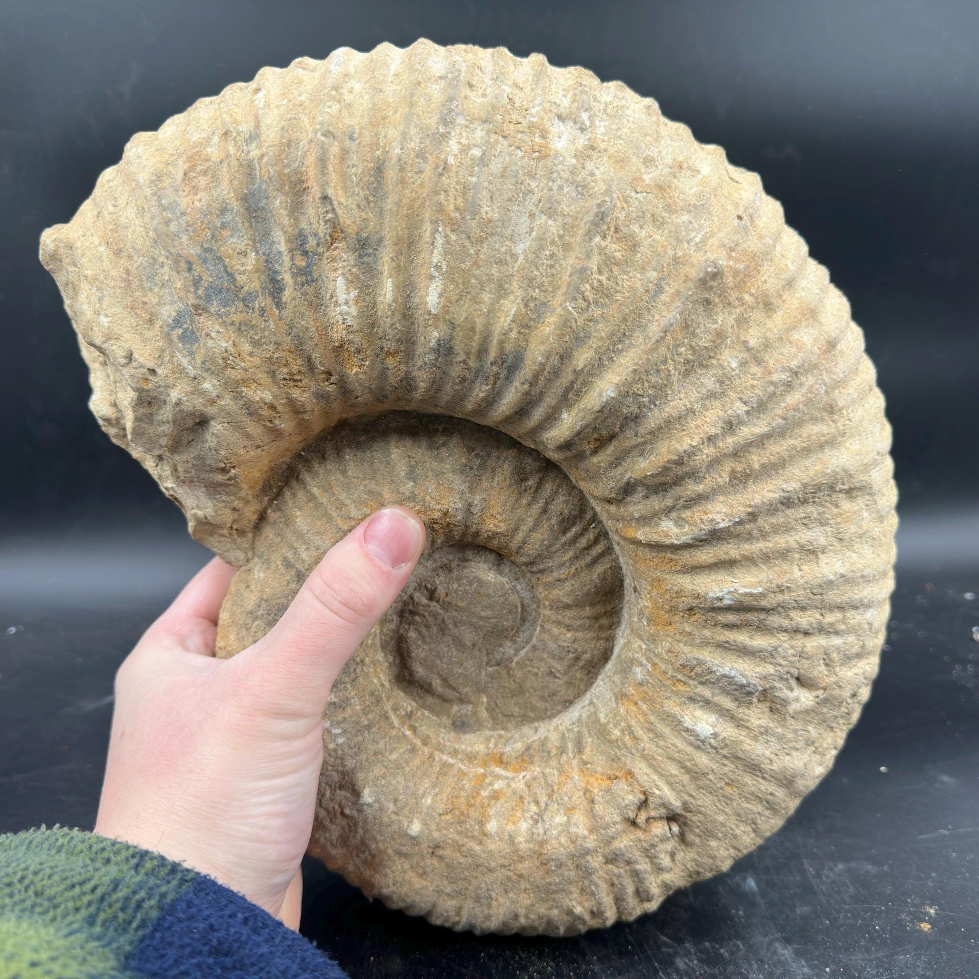 マンテリセラス アンモナイト化石 白亜紀 モロッコ 本物標本 COA 付き