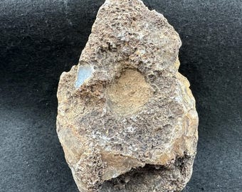 1-2 1/2インチの恐竜の糞、化石化した糞石、天然の岩石鉱物標本