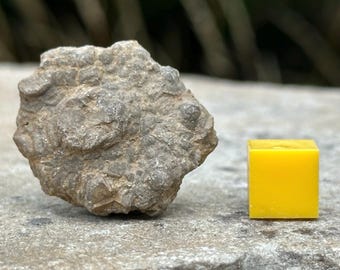 ベレムナイト化石 - イカ化石 - マダガスカル産鉱物 - コレクター向け