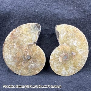 Authentic fossilised sea creature, ammonite fossil pair - gift display collectible, certified
