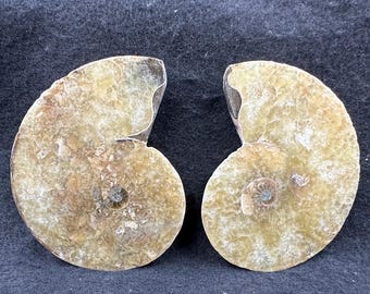 Authentic fossilised sea creature, ammonite fossil pair - gift display collectible, certified