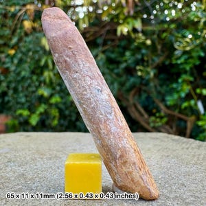 Rebbachisaurus dinosaur tooth fossil | cretaceous kem kem morocco | genuine w/ coa