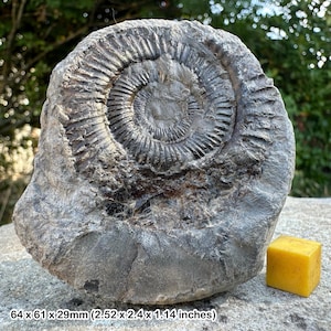 Dactylioceras commune ammonite fossil – genuine jurassic fossil from yorkshire, uk – iconic spiral sea creature