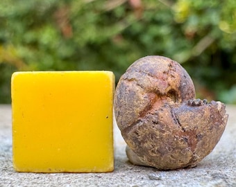 Rare fossil ammonite holcophylloceras cretaceous aptian auggusac tarn france | authentic collector fossil