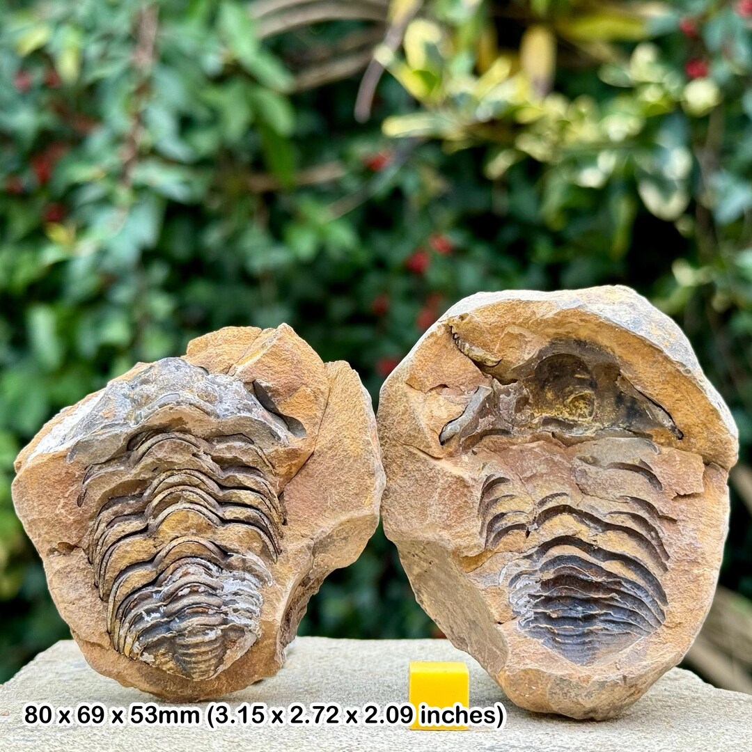 thumbnail image 2 of Genuine Diacalymene Trilobite Fossil - 5-7 Cm - Unpolished - From Morocco 2 of 5