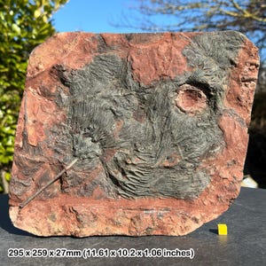 Crinoid multiple heads fossil (mahoumacrinus sp) | devonian era | erfoud, morocco | genuine specimen | cert. of authenticity