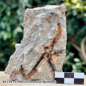 Fossil brittle stars (ophiura) - ordovician draa valley morocco - genuine specimen w/ coa