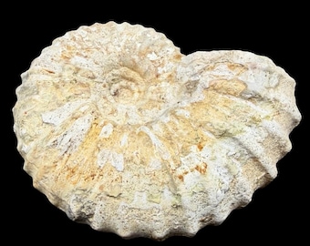 Mantelliceras cantianum ammonite fossil dorset uk lower cenomanian certified genuine cretaceous ringstead bay collector specimen