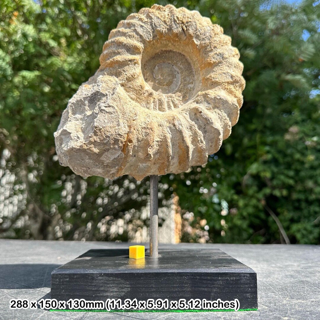 アンモナイト化石巨大モロッコ出土