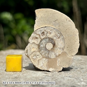 Jurassic fossil limestone ammonite - authentic uk seller | prehistoric gem