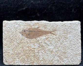 Knightia alta fossil fish in matrix – grade a eocene freshwater specimen – usa – authentic fossil with certificate of authenticity