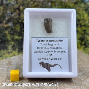 Authentic tyrannosaurus rex tooth (partial) – dinosaur fossil – hell creek formation – cretaceous – montana, usa – coa included