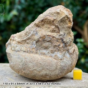 Rare fossil pleurotremaria gastropod – upper bathonian, jurassic – ilminster, uk – 100% genuine with certificate