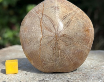 Pygurus fossil sea urchin from madagascar – jurassic echinoid specimen – genuine collectible with certificate