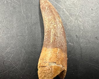 Genuine plesiosaur fossil tooth - cretaceous - morocco - oulad abdoun basin - real dinosaur era specimen with coa