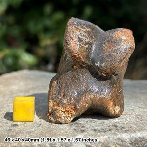 Bison foot bone fossil, ice age, stone age, uk, pleistocene, genuine