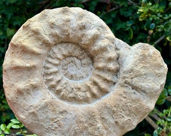 Selten: 12" großer mortoniceras rostratum fossiler Ammonit – Oberalbin, Kreidezeit – Fort Worth, Texas, USA | echter Riesenammonit