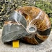 see more listings in the Fossils (Other) section