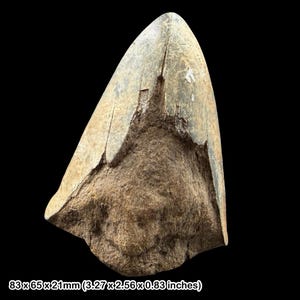May include: A fossilised shark tooth with a light tan enamel and a rough, brown root. The tooth measures 83 x 65 x 21mm. The tooth has a triangular shape with a slightly curved edge and is set against a black background.