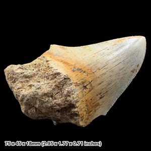 May include: A fossilised shark tooth with a cream-coloured enamel and a jagged edge. The tooth is partially embedded in a rough, beige matrix. The dimensions are 7.5 x 4.5 x 1.8 cm.