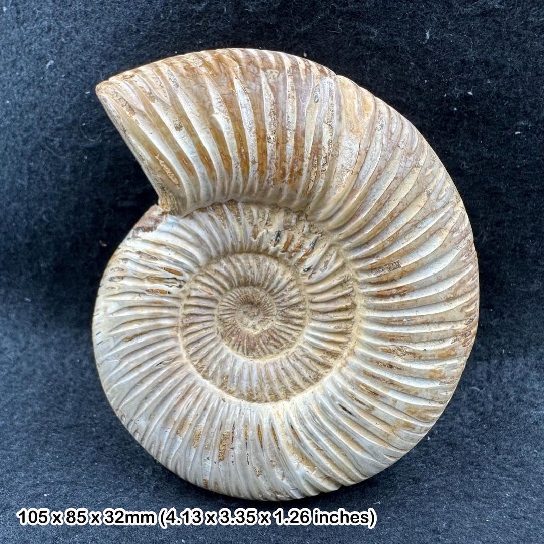 ジュラ紀 アンモナイト標本 Perisphinctes sp.約1億6000年前 ジュラ紀