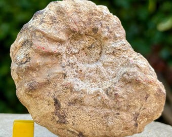 Fósil de amonites Acanthoceras pseudorenevieri del Cretácico, Cenomaniense inferior, Francia. Espécimen auténtico con certificado de autenticidad.