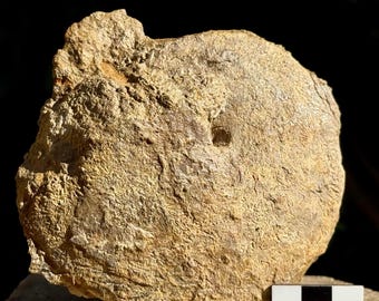 大型の虹色アンモナイト化石：Caloceras johnstoni、イギリスの