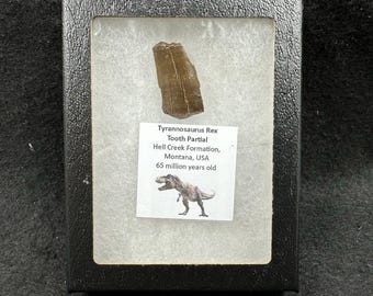 Zahn eines Tyrannosaurus rex