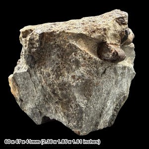 Kleines haifischzahnfossil trias aust kliff bristol uk echter coa anzeige westbury formation penarth gruppe knochenbett