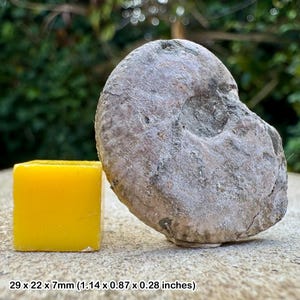 Anahoplites planus fossil ammonite cretaceous folkestone uk | gault clay middle albian genuine specimen with certificate