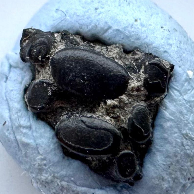 Eomesodon Rare Eomesodon Fish Tooth Fossil, Jurassic Era, White Limestone, Ardley ...