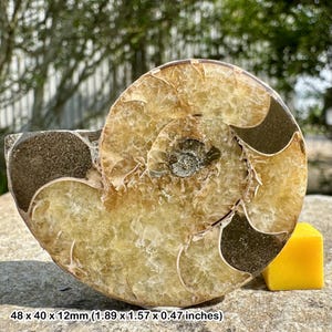 Uralte Ammonit Fossil Fenster Dekoration, Sammler Hälfte, authentisch, zertifiziert