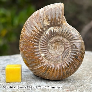 Versteinerter Perisphinktes Ammonit, Jura, echtes Fossil