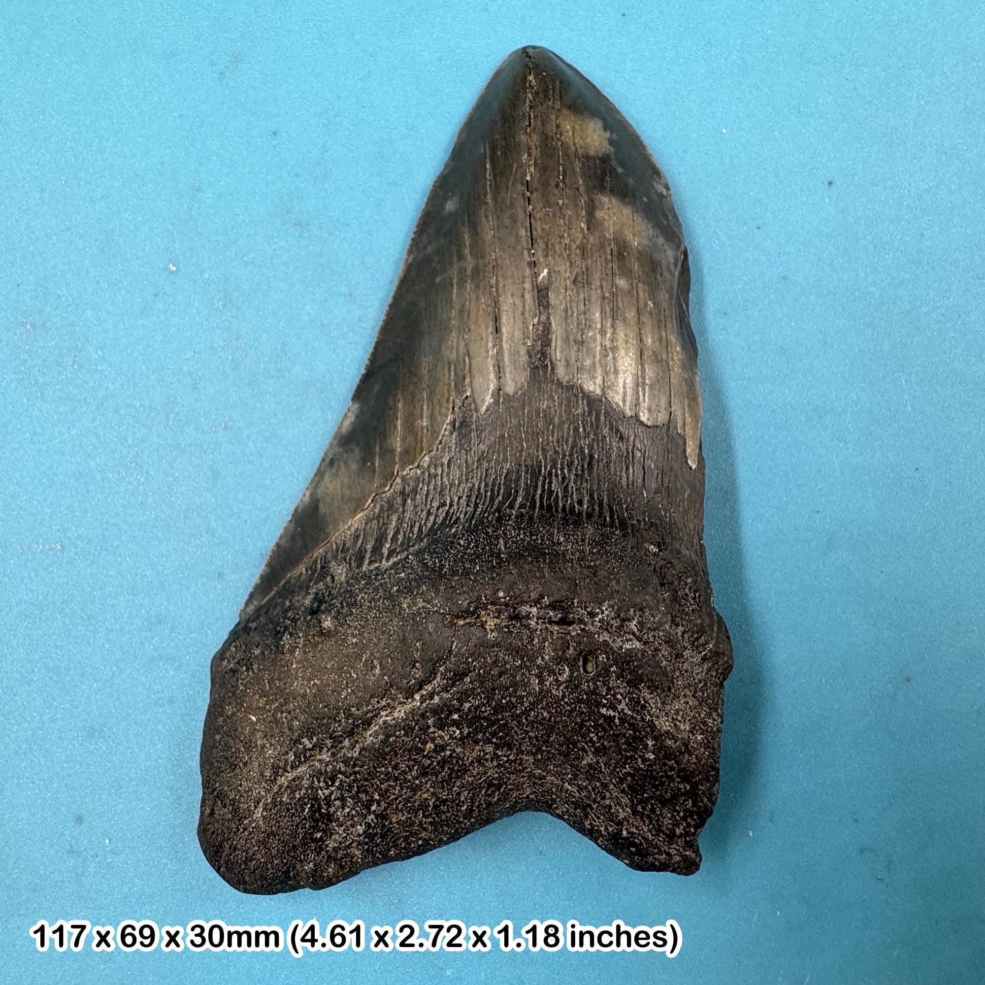 本物のメガロドン（Carcharodon megalodon）化石サメの歯、グレードC
