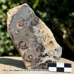 May include: A fossilized rock slab with visible ammonite imprints. The rock features a mix of gray, brown, and beige hues, with spiral patterns. The dimensions are 4.13 x 2.13 x 0.35 inches. A black and white checkered ruler is at the bottom.